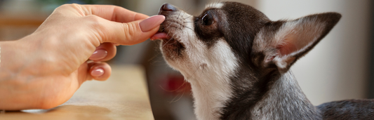 Os melhores condroprotectores para cães da farmácia veterinária