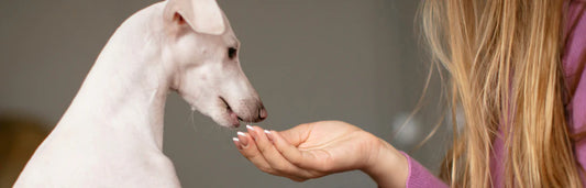 Os melhores prebióticos e probióticos para cães da farmácia veterinária