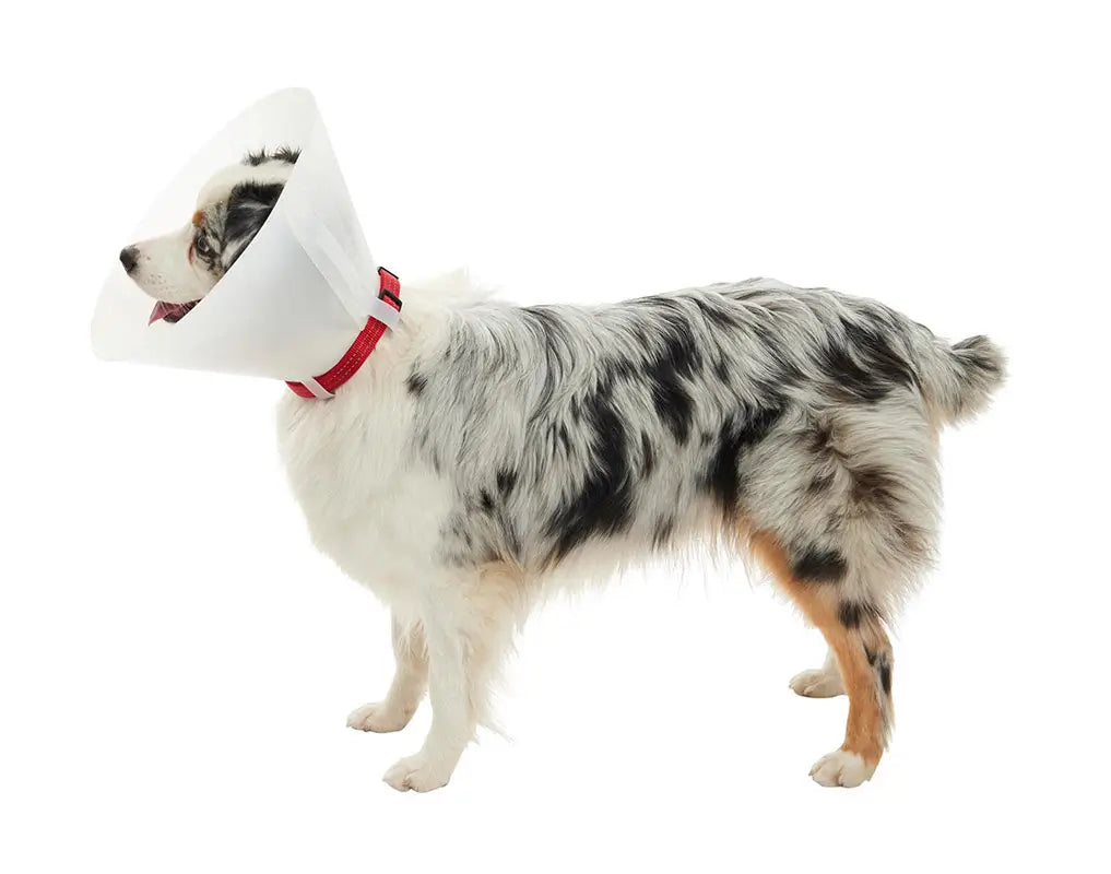 Collar Isabelino Opaco 20, 10Uds