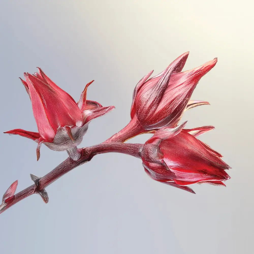 Darphin Eclat Sublime Creme , 50 ml