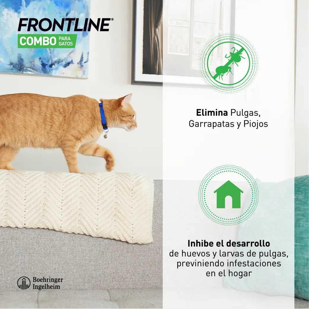 Frontline Combo Gatos e Furões Spot On, 6 Pipetas x 0,5 ml