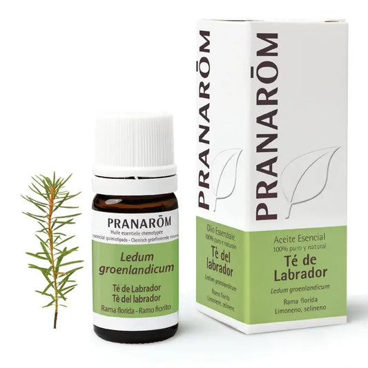Óleo Essencial de Chá de Labrador Pranarom, 5ml