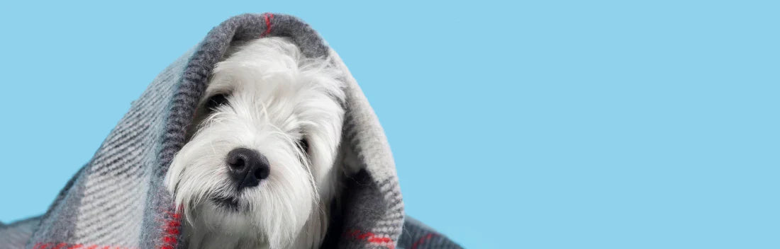 Dicas para combater o frio no seu animal de estimação
