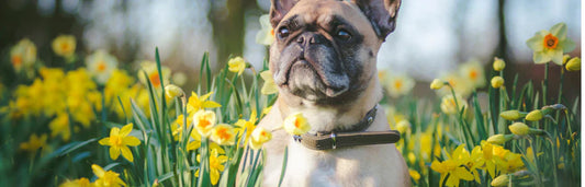 Alergia primaveril em cães: principais sintomas e tratamento para aliviá-la