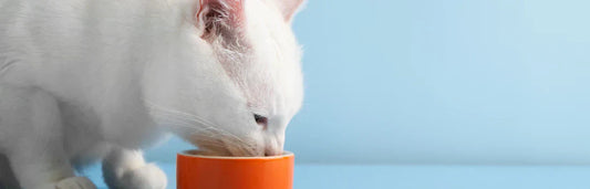 Alergias alimentares nos gatos A que é que os gatos são alérgicos?