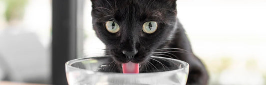 Benefícios da comida húmida para gatos