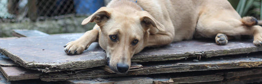 Ansiedade de separação em cães: sintomas e tratamento para melhorar o seu bem-estar