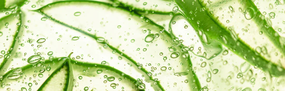 Beneficios do aloe vera para o estomago