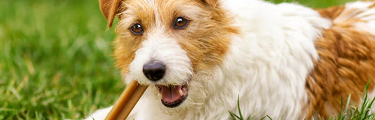 Snacks dentários para cães e seus benefícios para manter uma boa saúde bucal