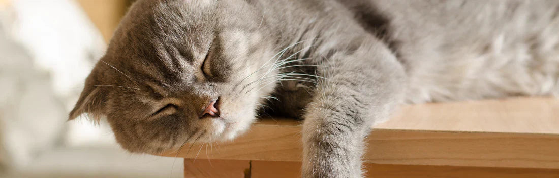 Calicivírus felino: principais sintomas e tratamento para controlar a infecção