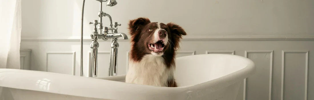 Como escolher o melhor champô para o seu animal de estimação?