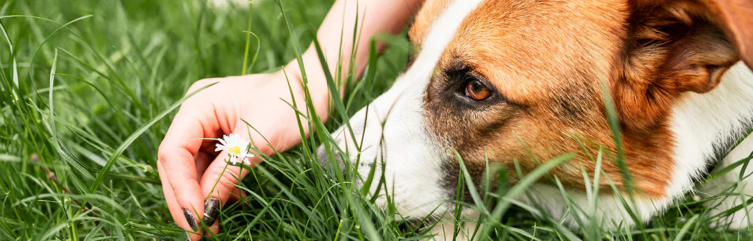 Proteja o seu animal de estimação contra parasitas e mosquitos no verão