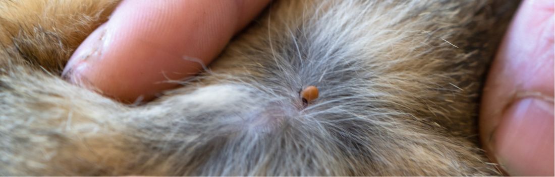 Desparasitação em cães: como fazer e com que frequência