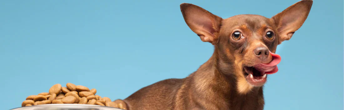 Diabetes em cães: principais sintomas e tratamento recomendado