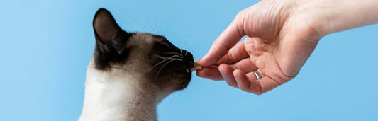 Diabetes em gatos: o que é, sintomas e como tratar