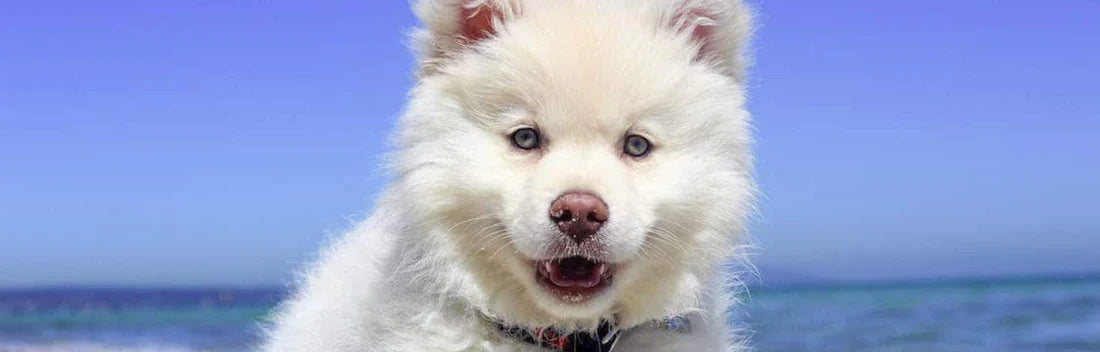 A proteção solar para cães é realmente necessária?