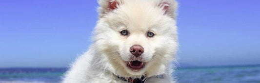 A proteção solar para cães é realmente necessária?