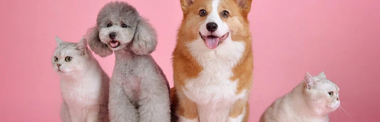 5 dicas para cuidar da pele e do pelo de cães e gatos