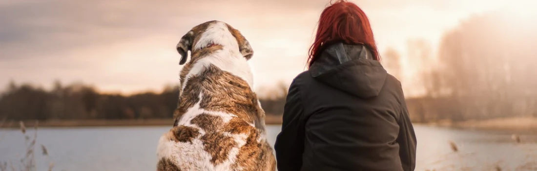 O que precisa de saber sobre a insuficiência renal nos cães