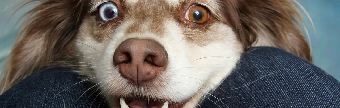 Higiene dentária nos cães