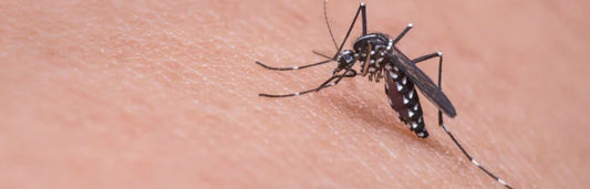 Citronela: o que é e porque é que ajuda a combater as picadas de mosquito