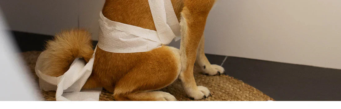 Prisão de ventre em cães: causas, sintomas e tratamento