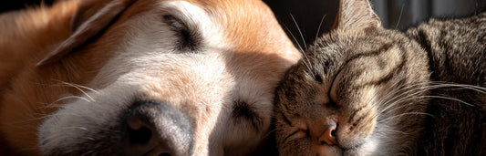 Estresse em cães e gatos: principais sintomas e tratamentos para melhorar o bem-estar deles