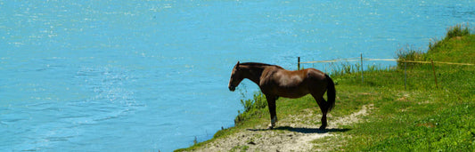 Zoonose - o que é e quais são os sintomas?