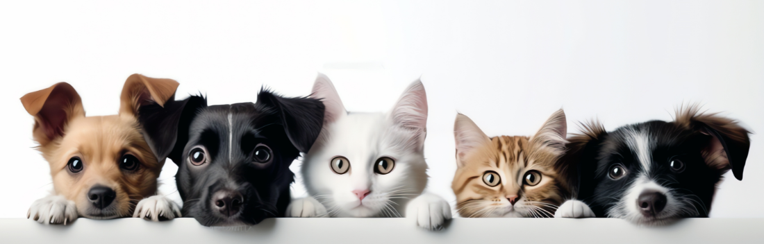 Os produtos inteligentes da Sure Petcare que melhoram o bem-estar de cães e gatos