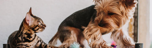 Levedura de cerveja para cães e gatos para melhorar as suas defesas e bem-estar geral