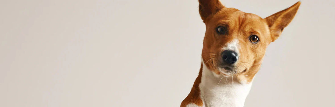 Muda de pêlo em cães e gatos: o que deve saber
