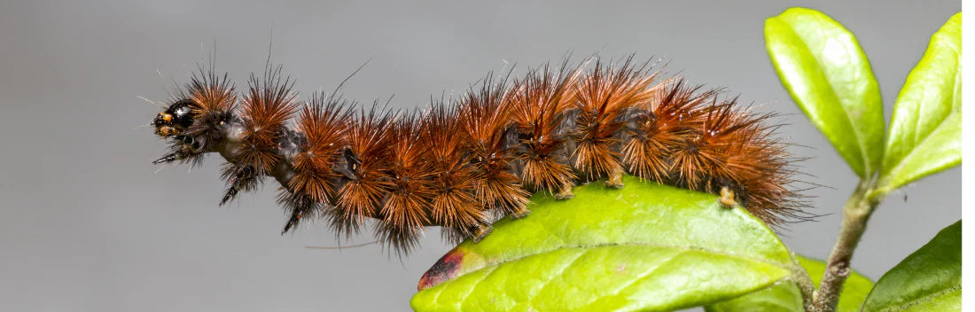 Lagarta processionária em cães: perigos, sintomas e tratamento
