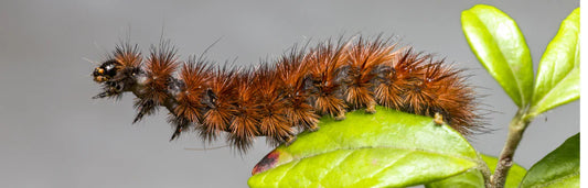 Lagarta processionária em cães: perigos, sintomas e tratamento