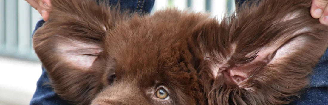 Otite em cães: causas, sintomas e tratamento