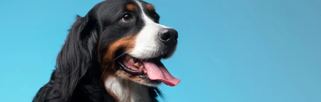 Insolação em cães: principais sintomas e tratamento para agir rapidamente