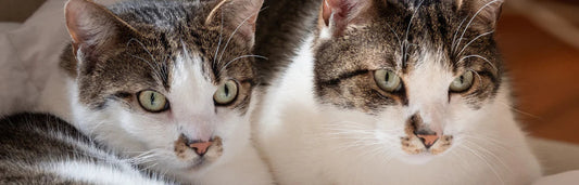 Por que o meu gato arranha os móveis e que soluções aplicar para evitar isso