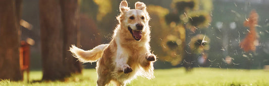 Parasitas externos: como proteger o seu animal de estimação de pulgas, carrapatos e outros parasitas