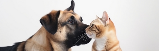 Produtos para a muda de pelo produtos de muda para cães e gatos