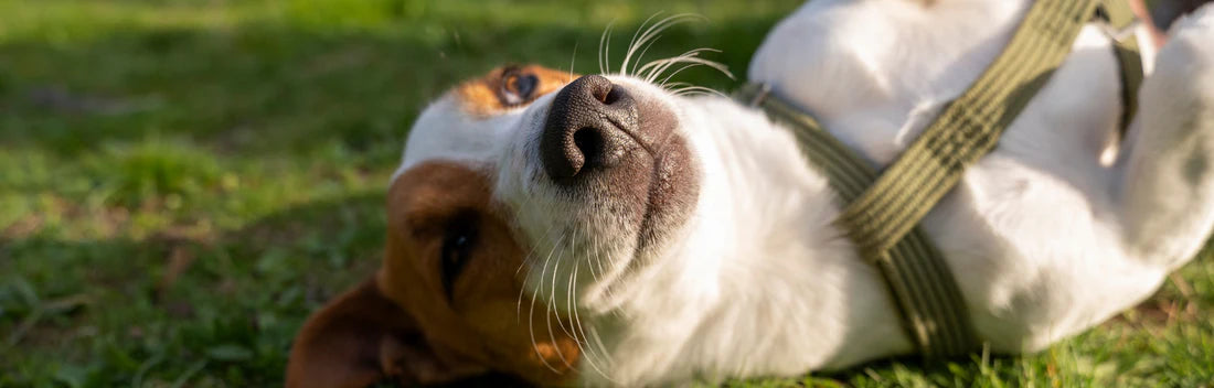 Higiene, no nosso cão: A melhor rotina