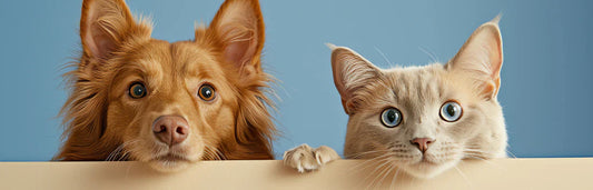 Resfriado em cães e gatos: principais sintomas e tratamento para aliviar o desconforto