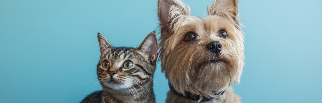 Reforçar o sistema imunitário do seu cão ou gato: Conselhos e produtos chave