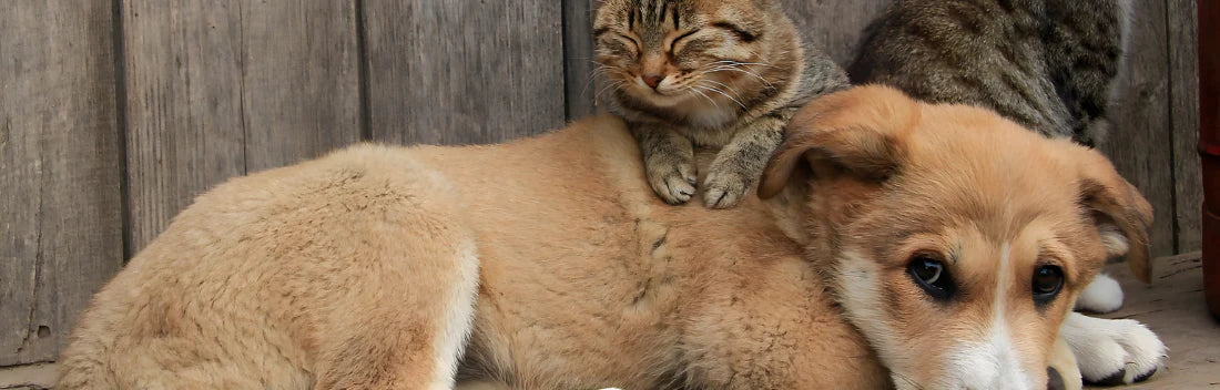 Excesso de peso em cães e gatos, sintomas mais frequentes e como preveni-lo