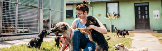 Tosse do canil: sintomas e tratamento