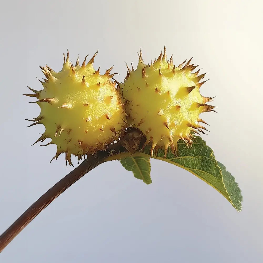 Darphin Éclat Sublime Double Essência Transformadora e Rejuvenescedora 150ml