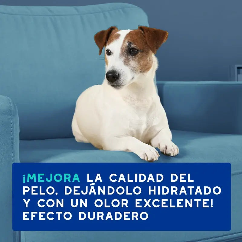 Douxo Skin & Coat Spa Champô Anti-Dor para Cães, 250 ml