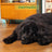 Edgard & Cooper Ração para Cães Adultos de Grande Porte com Borrego Fresco, 12 kg