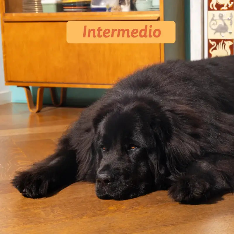 Edgard & Cooper Para Cães Adultos Grandes Com Frango Fresco , 12 kg