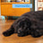 Edgard & Cooper Ração para Cães Adultos de Grande Porte com Salmão Fresco, 12 kg