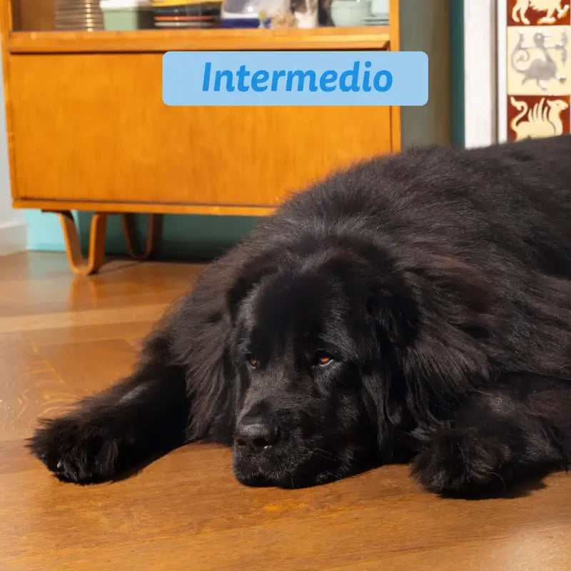 Edgard & Cooper Cão Adulto Seco Salmão M 7Kg