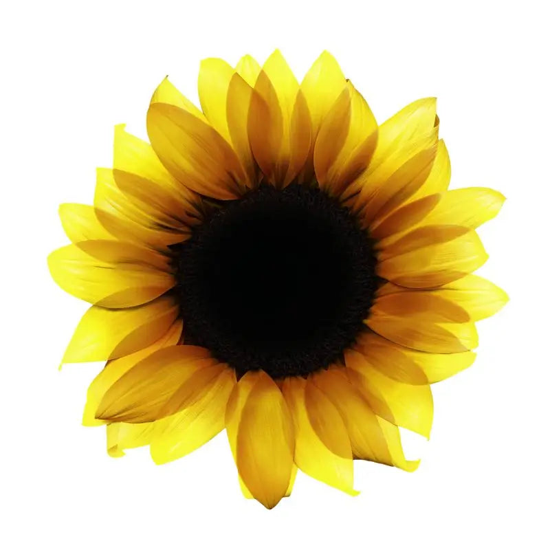 Garnier Olia Coloração Permanente sem amoníaco: sapphire black 1.1, óleos florais de origem natural, aroma agradável